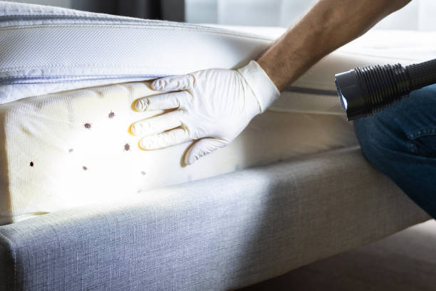 Best Local Pest Control Services  in Mascotte, FL