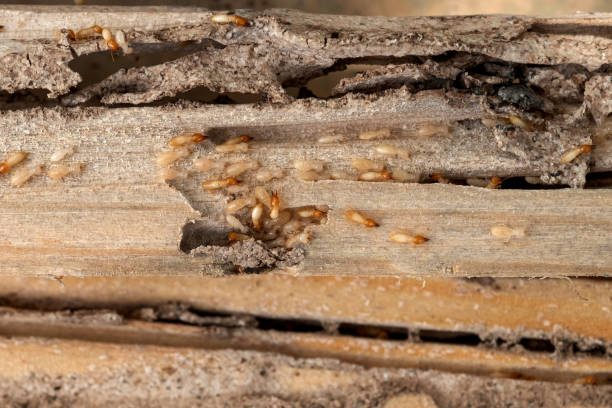 Best Termite Control Services  in Mascotte, FL